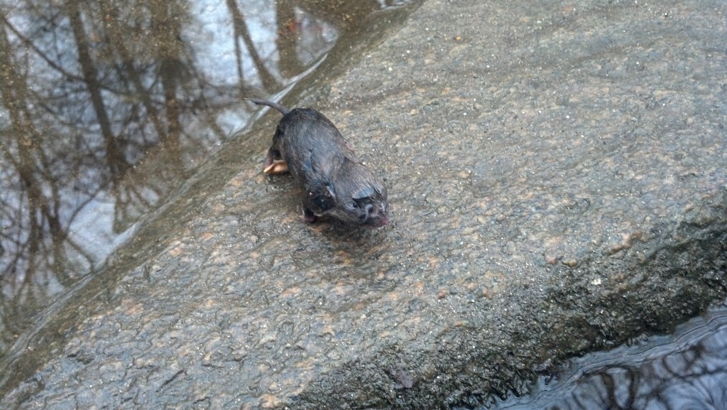 A frozen critter on a rock, Feb. 11. 2013.