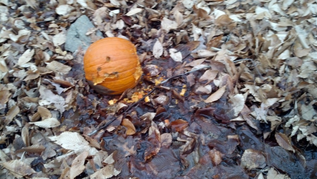 A discarded pumpkin in Soapstone Valley on Dec. 26, 2013.